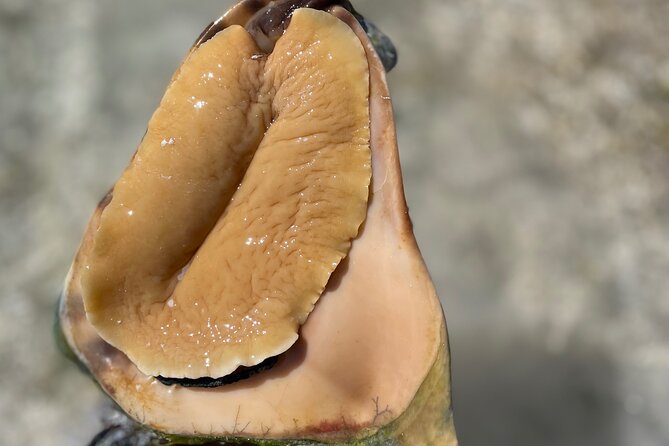 3 Hours Guided Great Exuma ATV Tour - Steventon Off-Road to a Beach With Coral Fossil Sea Rocks