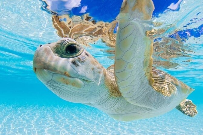 3 Islands Tour, Swim with Pigs, Turtles, Snorkelling & lunch - Why this 3-island Bahamas boat trip feels like a win