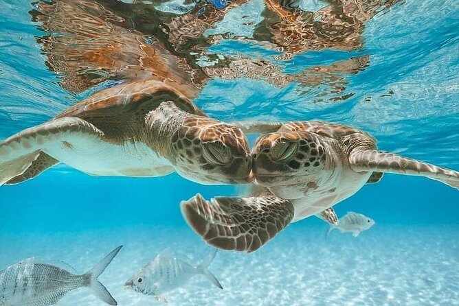 3 Islands Tour, Swim with Pigs, Turtles, Snorkelling & lunch - Stop 1: Atlantis Bahamas by boat, including the tunnel photo moment