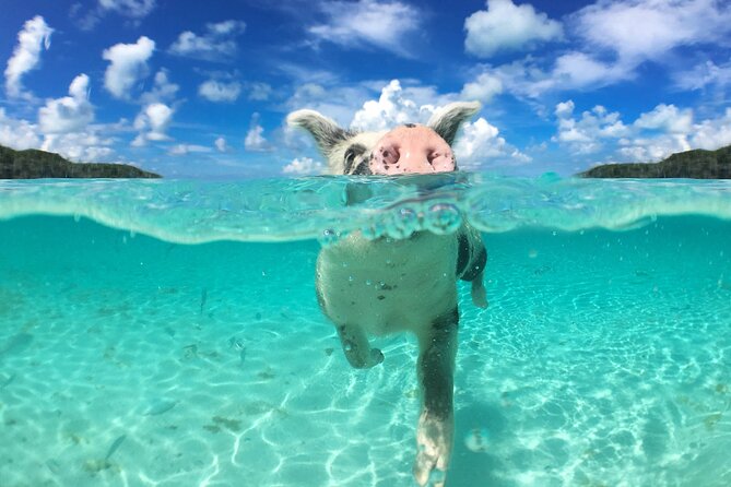 3 Islands Tour, Swim with Pigs, Turtles, Snorkelling & lunch - Stop 3: Green Turtle Cay swim, safety guidance, and turtle spotting