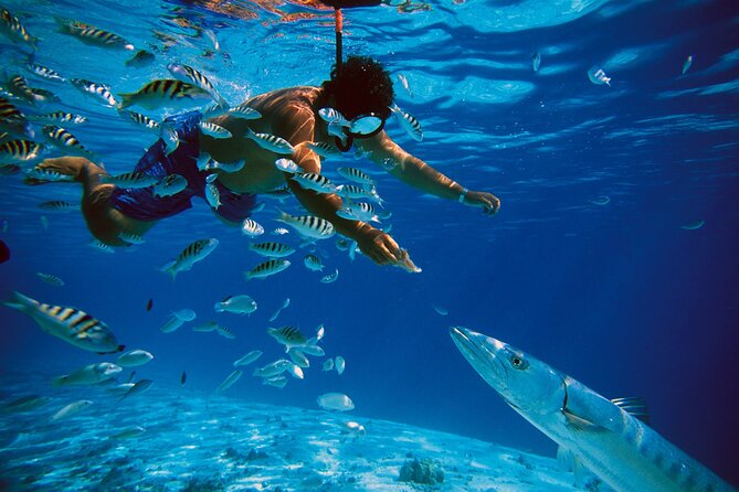 3 Islands Tour, Swim with Pigs, Turtles, Snorkelling & lunch - Stop 4: Rose Island pig swim, feeding rules, and lunch on the water