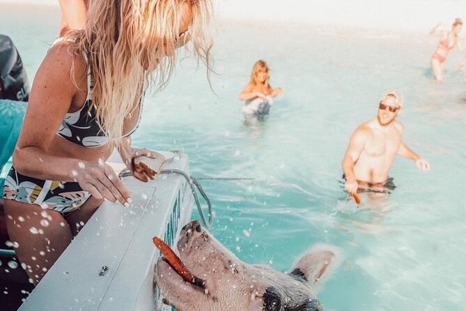 3 Islands Tour, Swim with Pigs, Turtles, Snorkelling & lunch - Snorkeling gear, boat comfort, and how to make animal time go smoother