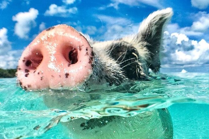 3 Islands Tour, Swim with Pigs, Turtles, Snorkelling & lunch - Price and value: is $175 worth it for all this water time?