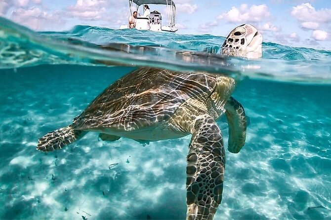 3 Islands Tour, Swim with Pigs, Turtles, Snorkelling & lunch - Getting to the boat: mobile ticket, small group, and timing