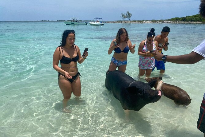 4hr Private Tour Island Hop Snorkel w/ Turtles & Sip Bahama Mamas - Green Turtle Cay Snorkeling: Your Best Shot at Sea Turtles