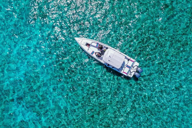 5 Hours Pigs and Turtles with Beach Stop in Bahamas - Key Points Before You Go