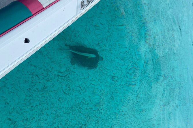 5 Hours Pigs and Turtles with Beach Stop in Bahamas - Who This Tour Fits Best (and Who Might Want a Different Option)