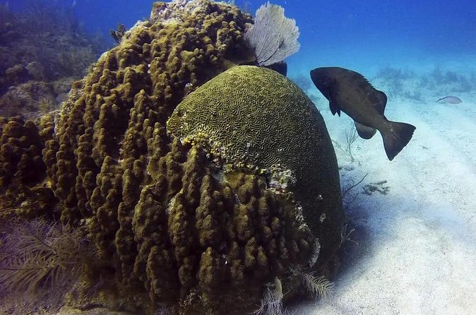 Adventures of the Lost Atlantis Bimini Road - Price and value: is $180 for 2 hours reasonable?