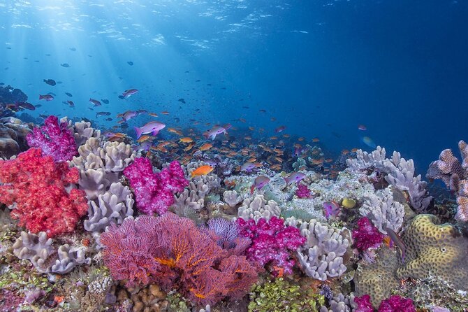 Adventures of the Lost Atlantis Bimini Road - Stop One at Rainbow Reef, where the wildlife is the whole point