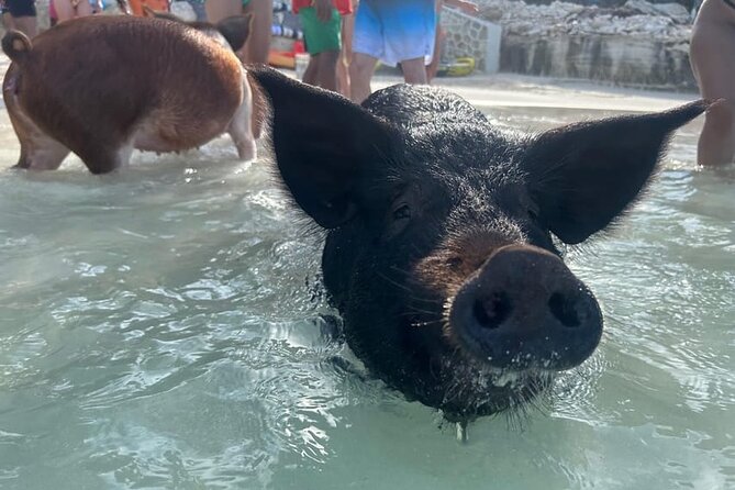 All Inclusive Pig Encounter, Snorkeling, Turtles, Lunch & Beach - Meeting at Margaritaville and Staying on Track