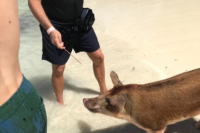 All Inclusive Swimming With The Pigs - Snorkeling gear, underwater statues, and a more than one-activity stop