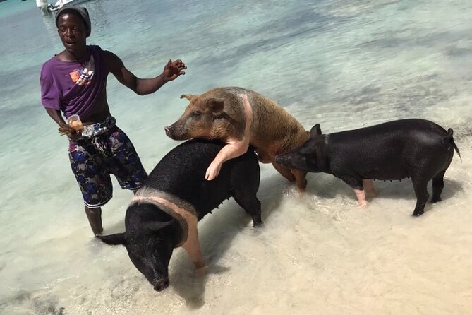 All Inclusive Swimming With The Pigs - Nassau landmarks plus Straw Market: how the van time earns its keep