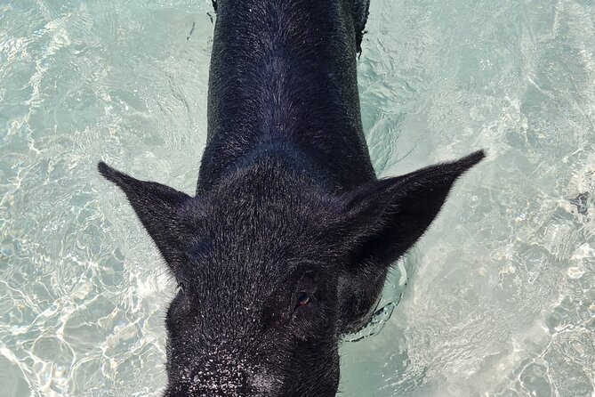 Athol Island Swimming Pigs Half-Day Boat Tour with Lunch - Green Cay turtle time, snorkel or just watch