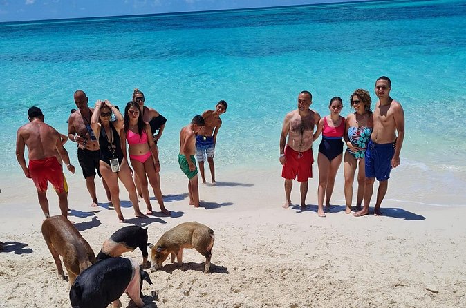 Athol Island Swimming Pigs Half-Day Boat Tour with Lunch - Value and logistics at $350: where the cost goes