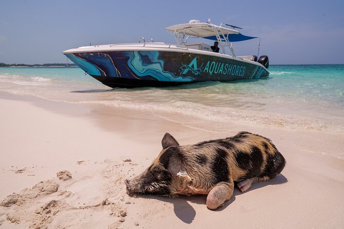 Bahamas Adventure: Pigs, Reef, Turtles, and Beach with Lunch - Key highlights to know before you go