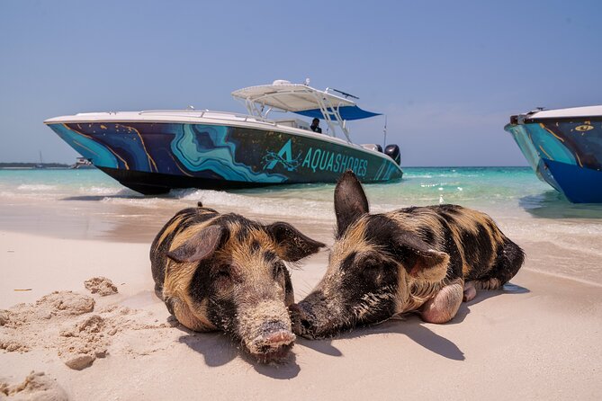 Bahamas Adventure: Pigs, Reef, Turtles, and Beach with Lunch - Why this Nassau boat trip works so well in 4 hours