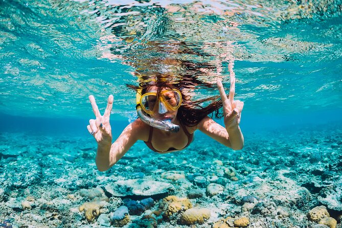 Bahamas Adventure: Pigs, Reef, Turtles, and Beach with Lunch - Sandy Cay and Green Cay: photo-island time plus sea turtle spotting