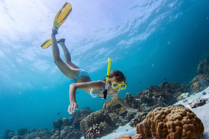 Bahamas Adventure: Pigs, Reef, Turtles, and Beach with Lunch - What you’re paying for: $299 and the included extras that matter