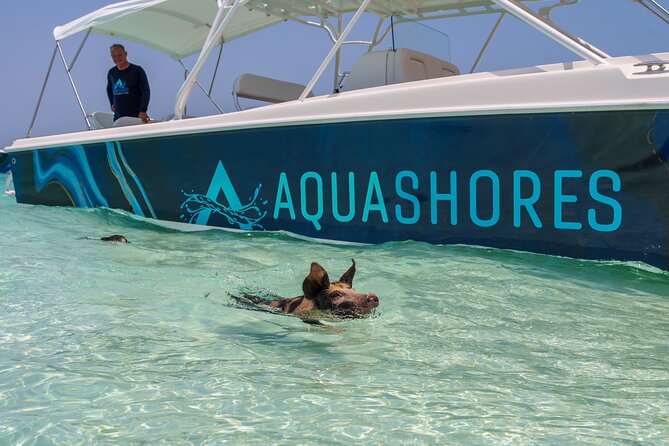 Bahamas Adventure: Pigs, Reef, Turtles, and Beach with Lunch - The crew makes or breaks the day, and this one leans hard on energy