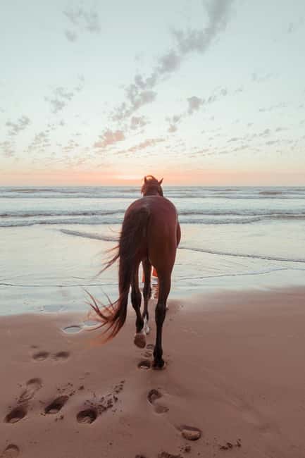 Bahamas: Nassau Horseback Riding on Beaches & Trails - Key highlights worth planning around