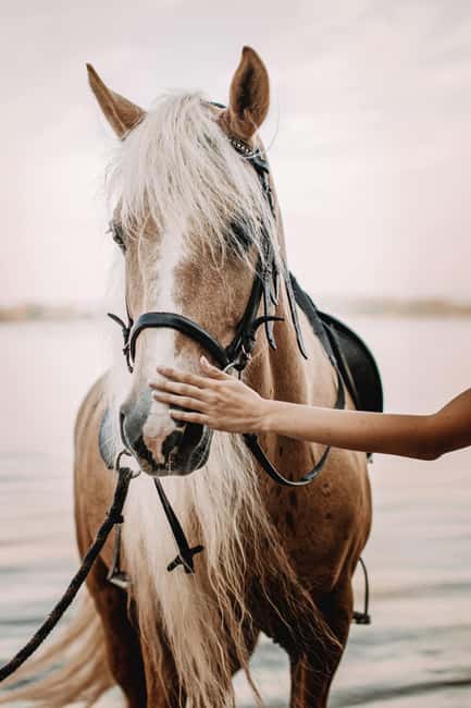 Bahamas: Nassau Horseback Riding on Beaches & Trails - Woodland trails to open stretches: the ride pace and feel