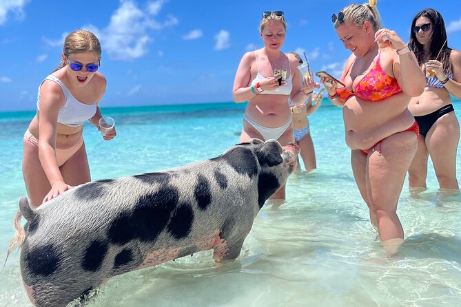 Bahamas Swimming Pigs Experience on Rose Island - A half-day Bahamas trip built around pigs in the water