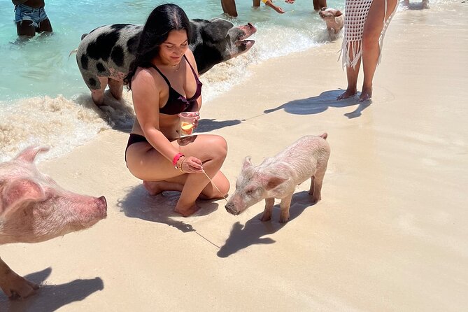 Bahamas Swimming Pigs Experience on Rose Island - Price and value: is $179 per person a good deal?
