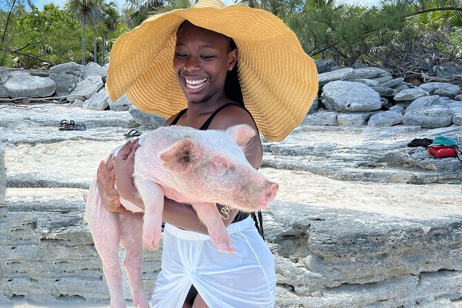 Bahamas Swimming Pigs Experience on Rose Island - The Rose Island beach: how pig interaction really works