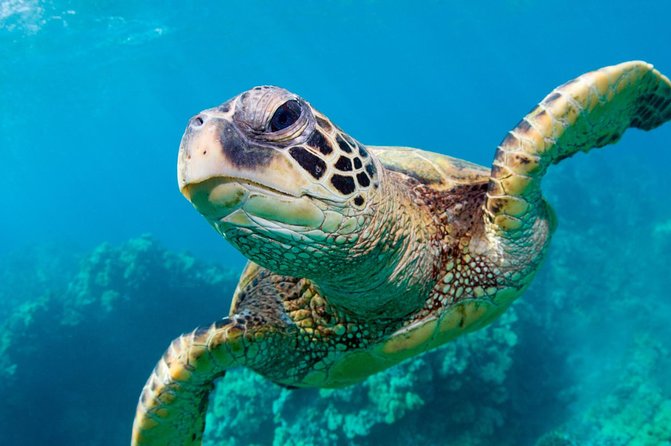 Bluefinn242 Swim with the Turtles in Nassau Bahamas - The 15-minute cruise out: Nassau sights plus a ride that can be fast