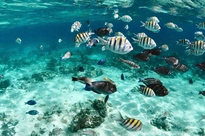 Catamaran Snorkel & Beach Day with Turtles - Rose Island and Gilligan’s Island Beach: 30 Minutes of Sand, Swim, Photos