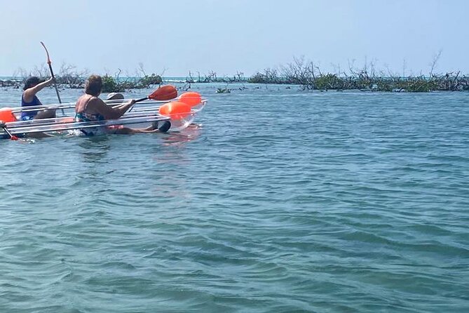 Clear Kayak Tour - Clear Kayak Views Through Grand Bahama Mangroves