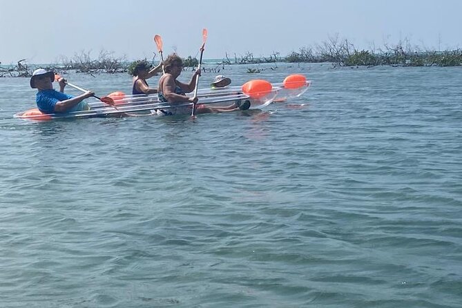 Clear Kayak Tour - Mangrove Creek Time in a Clear Kayak: What to Watch For