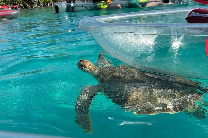 Clear Kayak Tour - Port Lucaya Meeting Point, 9:30 AM Start, and Pickup Reality