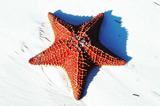 East End Private Day Trip Experience Tour - Taino Beach Public Park and Conch Salad Up Close