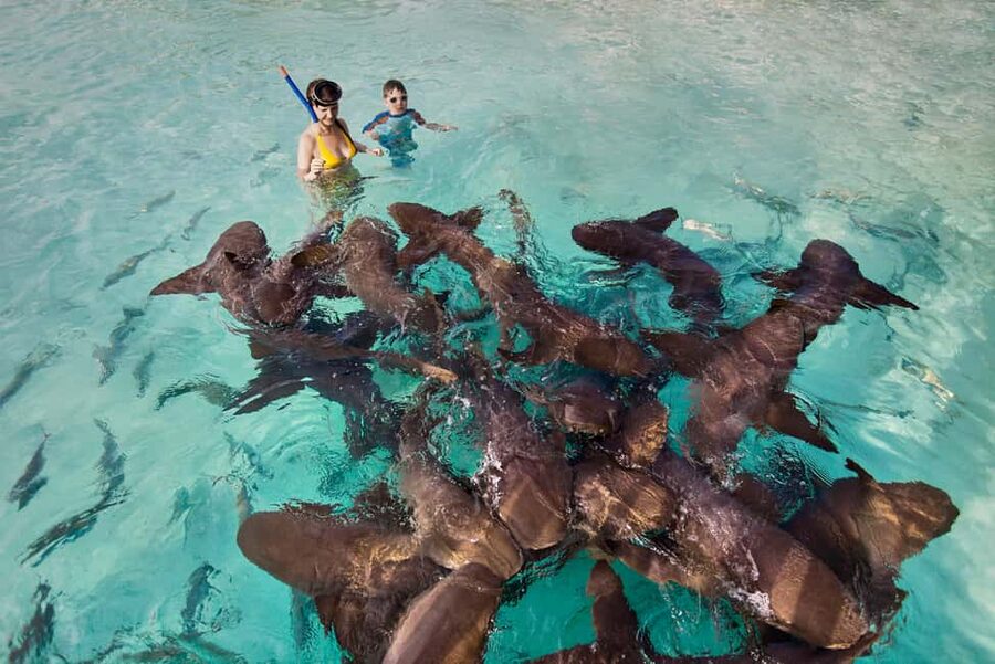 Exclusive Fly-In Premium Beach Experience from Nassau - Key Highlights Worth Booking For