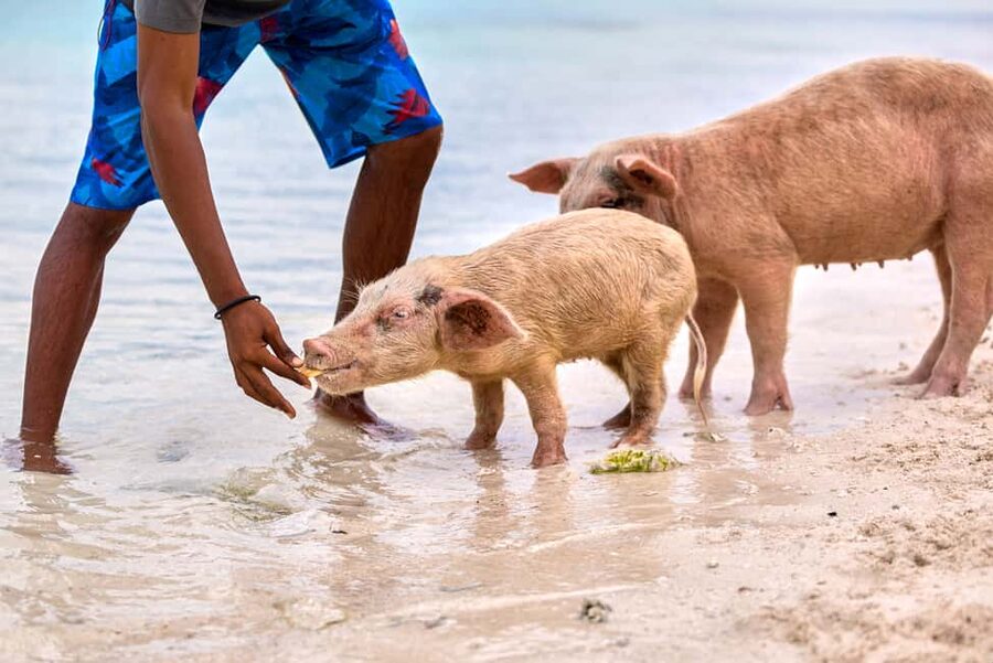 Exclusive Fly-In Premium Beach Experience from Nassau - Thunderball Grotto Snorkeling, Gear Included and Conditions First