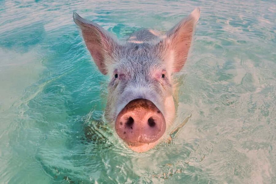 Exclusive Fly-In Premium Beach Experience from Nassau - What You Really Get for the $842 Price