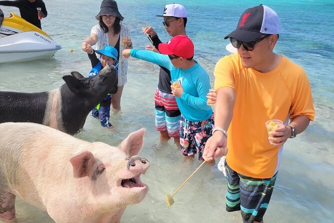 Exotic half day private charters to Rose Island, Pigs and Turtles - The Pigs Moment: What to Expect and How to Budget for It