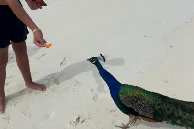 Exotic half day private charters to Rose Island, Pigs and Turtles