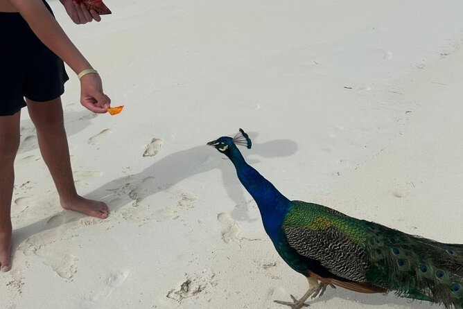 Exotic half day private charters to Rose Island, Pigs and Turtles - Snorkeling with Gear Included, plus Turtle Spotting Tips That Actually Help