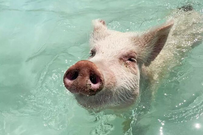 Experience The Exumas and the World Famous Swimming Pigs - Key highlights you will care about