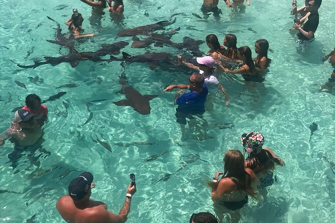 Exuma Day Away - Original Swimming Pigs Excursion - Compass Cay: nurse shark interaction in open water