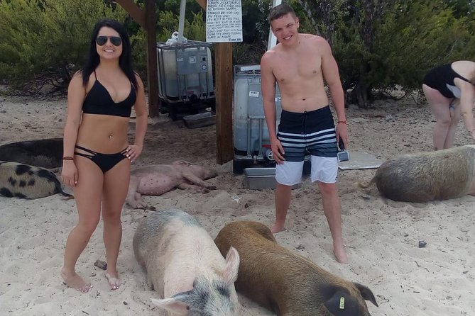 Exuma Day Away - Original Swimming Pigs Excursion - Pig Beach on Big Major Cay: the swimming pigs moment