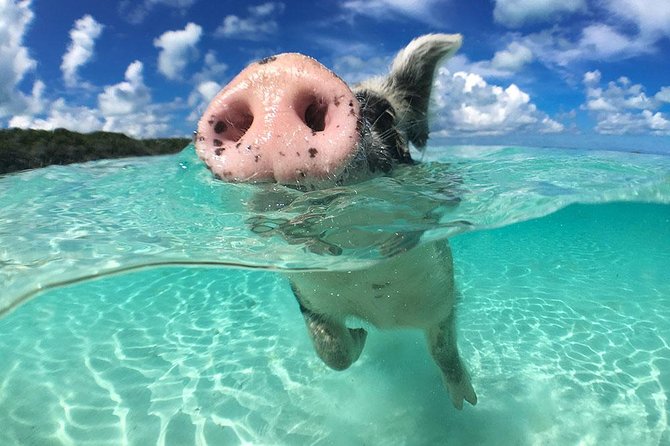 Exuma Day Away - Original Swimming Pigs Excursion - Price and what you actually get for $438