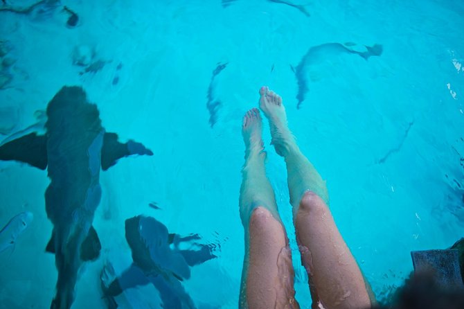 Exuma Elite Escape: Luxury Fly-In Pig Beach Adventure - 7 Stops - Stop 4: Compass Cay, pet sharks without the scare factor