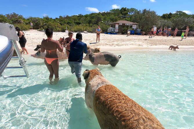 Exuma Full Day Swimming Pigs Group Boat Tour - The morning start at Margaritaville, and why 8:00 am matters