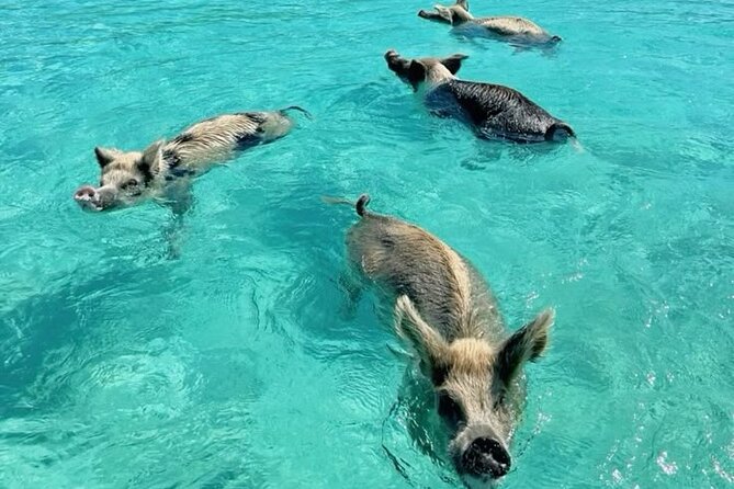 Exuma Island and Cays Tour - Setting Off From Barraterre at 8:00 AM