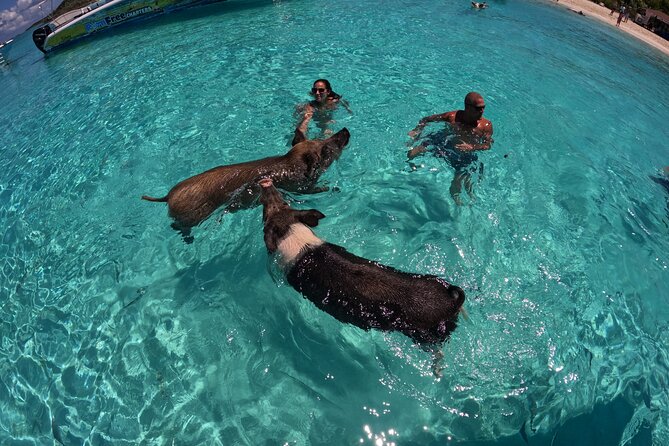 Exuma Island Hopping Swimming Pigs Tour with Lunch from Nassau - Great Exuma lunch and a breather in the middle