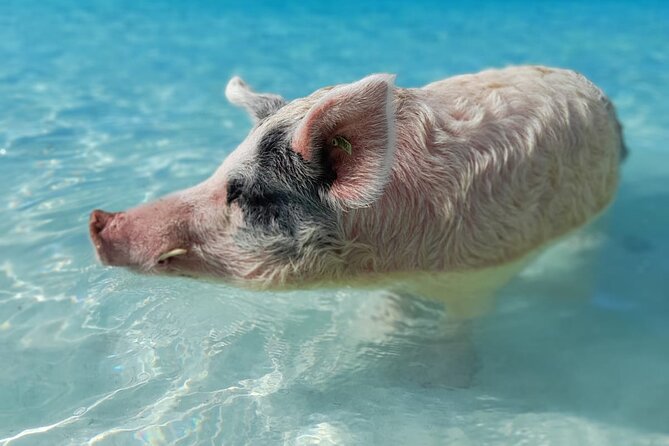 Exuma Island Hopping Swimming Pigs Tour with Lunch from Nassau - Norman’s Cay plane wreck snorkel and sea views