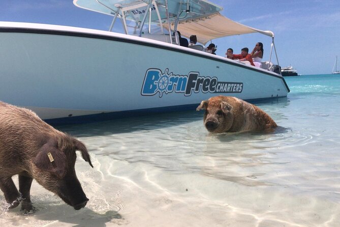 Exuma Island Hopping Swimming Pigs Tour with Lunch from Nassau - Exuma sandbar time: your chance to slow down
